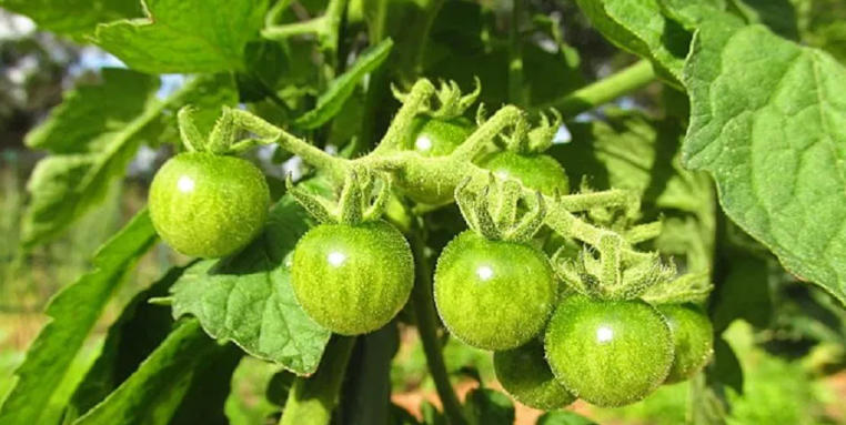 The History of Tomatoes in American Cooking