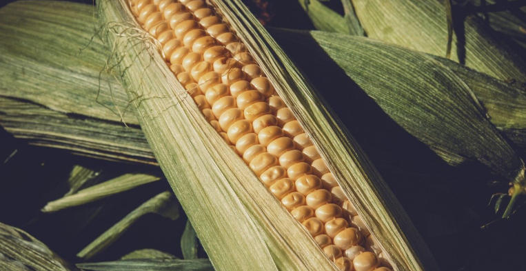 How Corn Became the Heart of Mesoamerican Cuisine