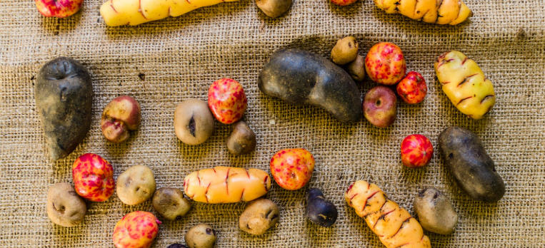 How Potatoes Became Essential in South America